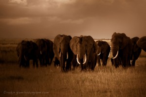 Amboseli_National_Park_Africa_1