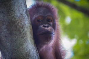 Orangutan Borneo
