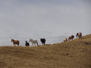 DSC01819