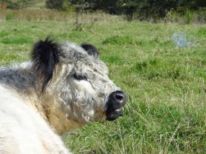 Dufton_Pike_318