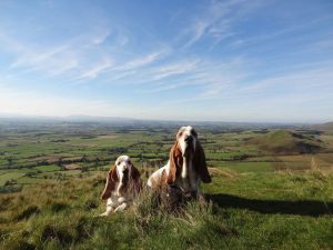 Dufton_Pike_351