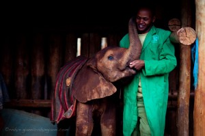 Kenya_Elephants_Orphans_1