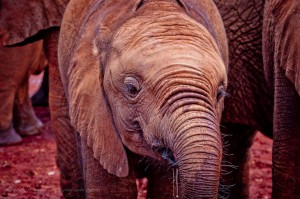 Kenya_Elephants_Orphans_6
