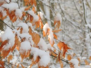Sarah-Rees-beech-leaves-snow Sarah-Rees-beech-leaves-snow
