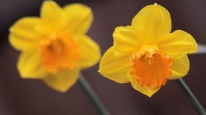 Sarah-Rees-daffodils-9 Sarah-Rees-daffodils-9