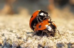 Sarah-Rees-ladybirds-1 Sarah-Rees-ladybirds-1