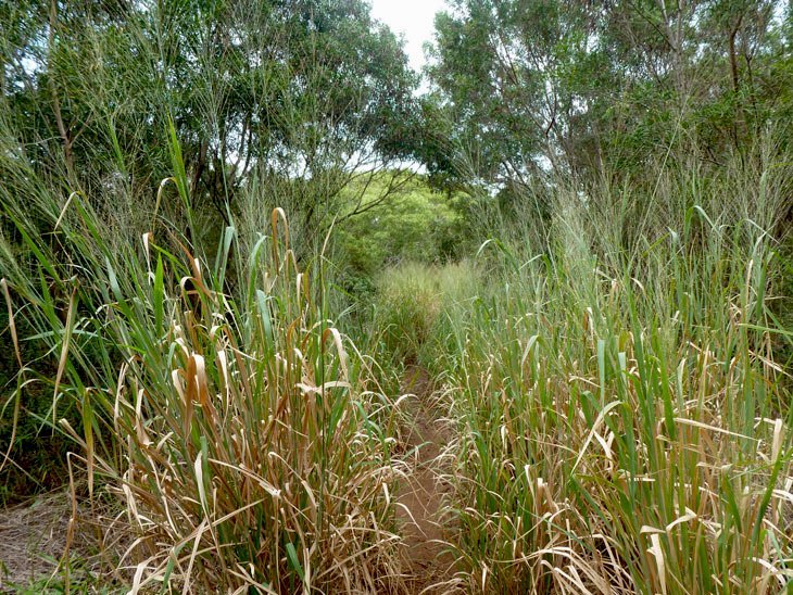 Maui - Hiking The Mahana and Honolua Ridges