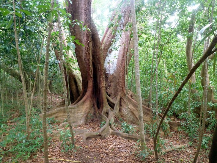 Maui - Hiking The Mahana and Honolua Ridges