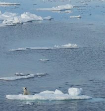 polar-bear-1