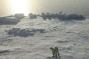 polar-bear-10