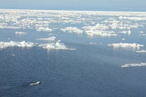 polar-bear-13