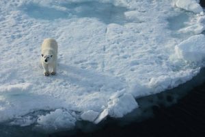 polar-bear-8