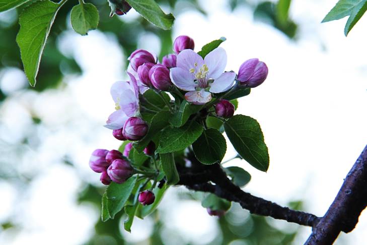 apple blossom exploits valley