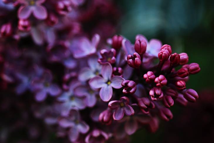 red lilacs