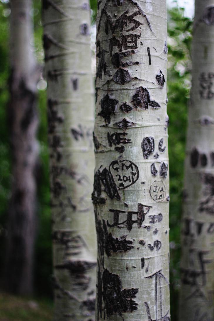 tree carving by the exploits river