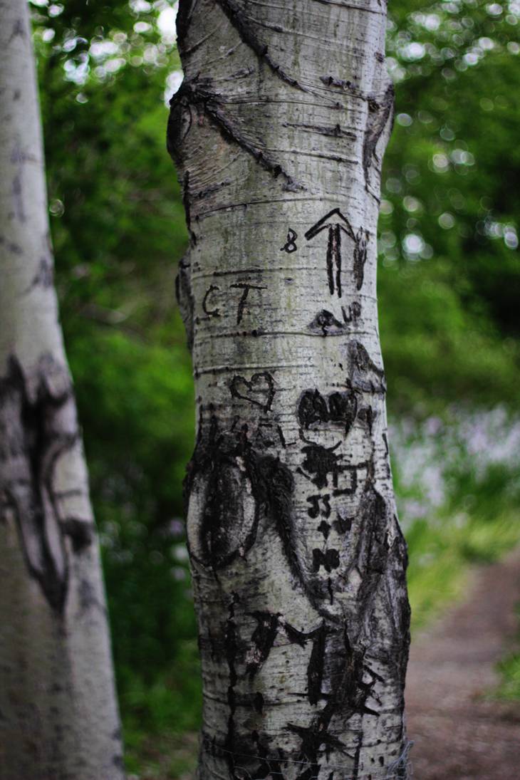 graffiti on the tree barks