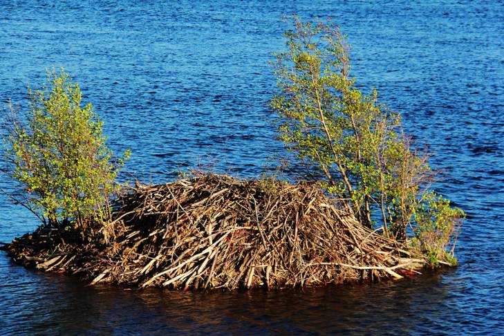 beaver dam exploits river newfoundland