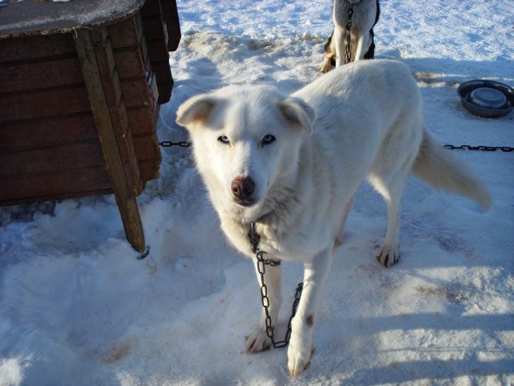 Norway - Tromsø and Dog Sleds