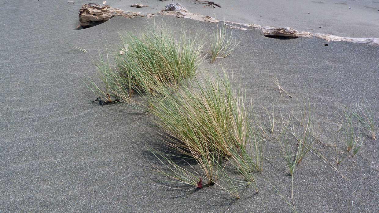 13.-Windswept-grasses-on-the-beach