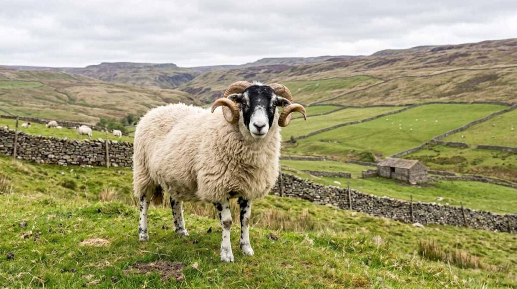 a swaledale sheep in yorkshire