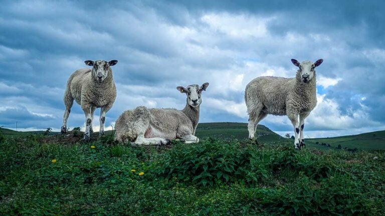 a trio of sheep in Britain