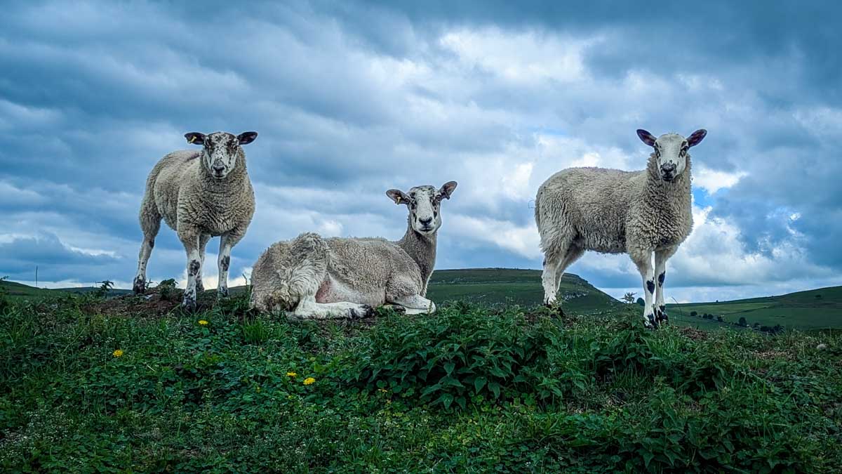 a trio of sheep in Britain