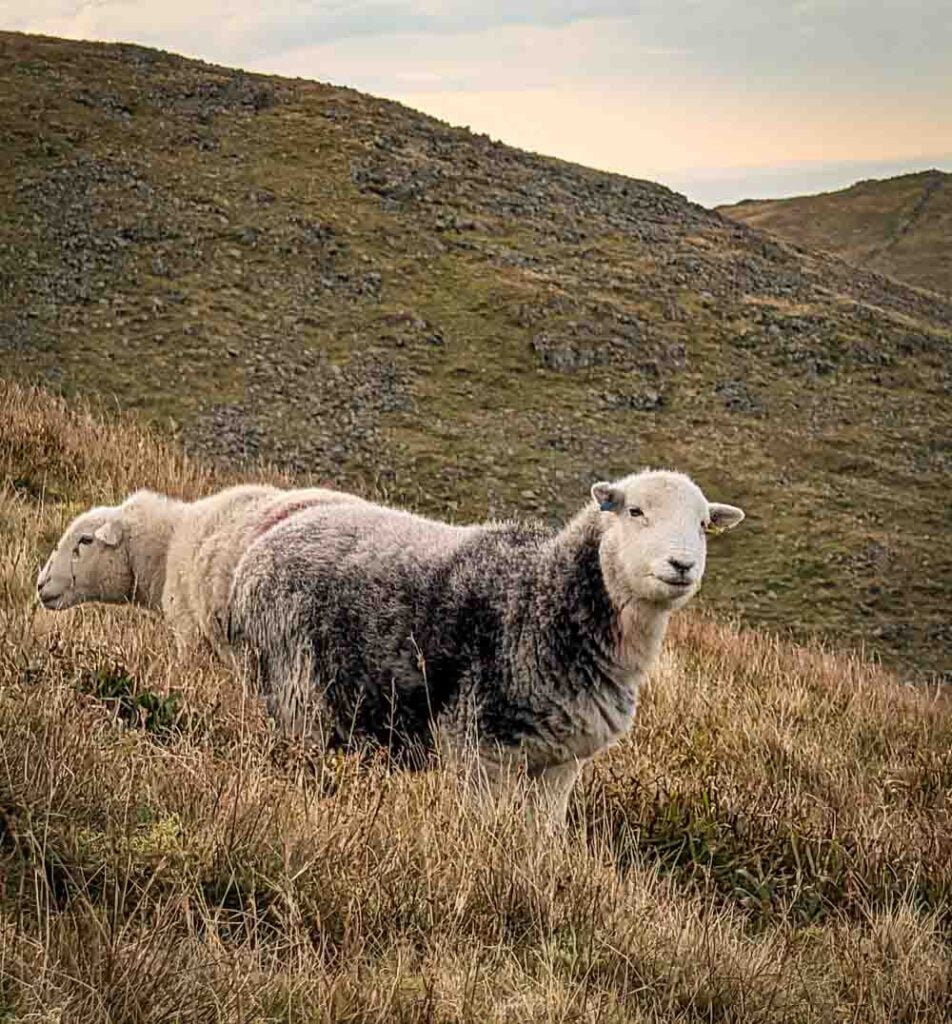 herdwick sheep on a mountainside