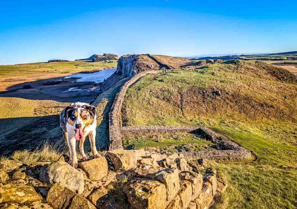 dog on Hadrian's wall near Steel Rigg