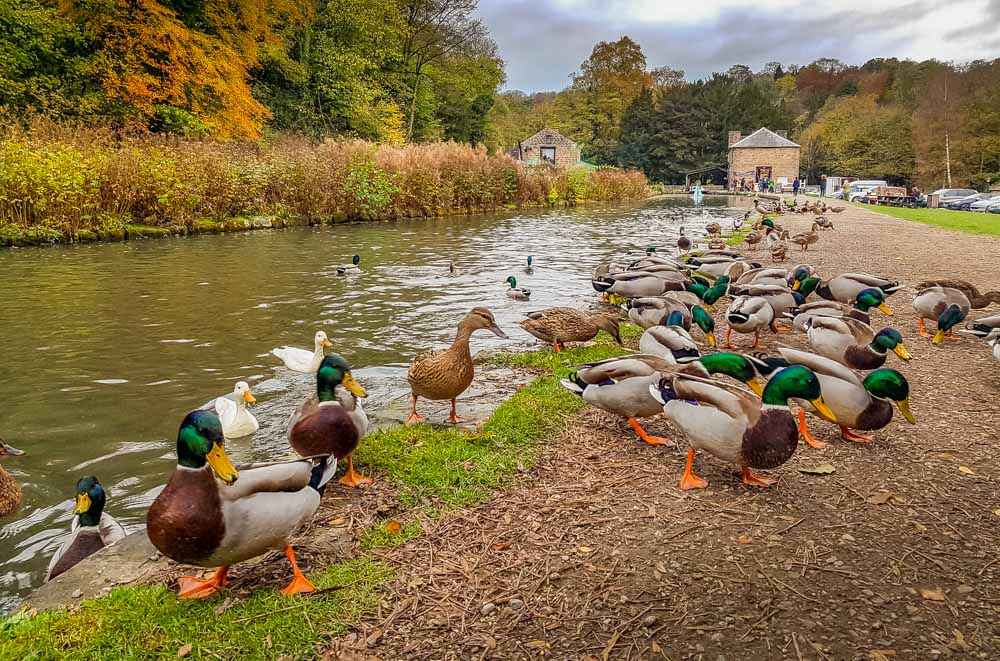 feeding ducks at Cromford canal