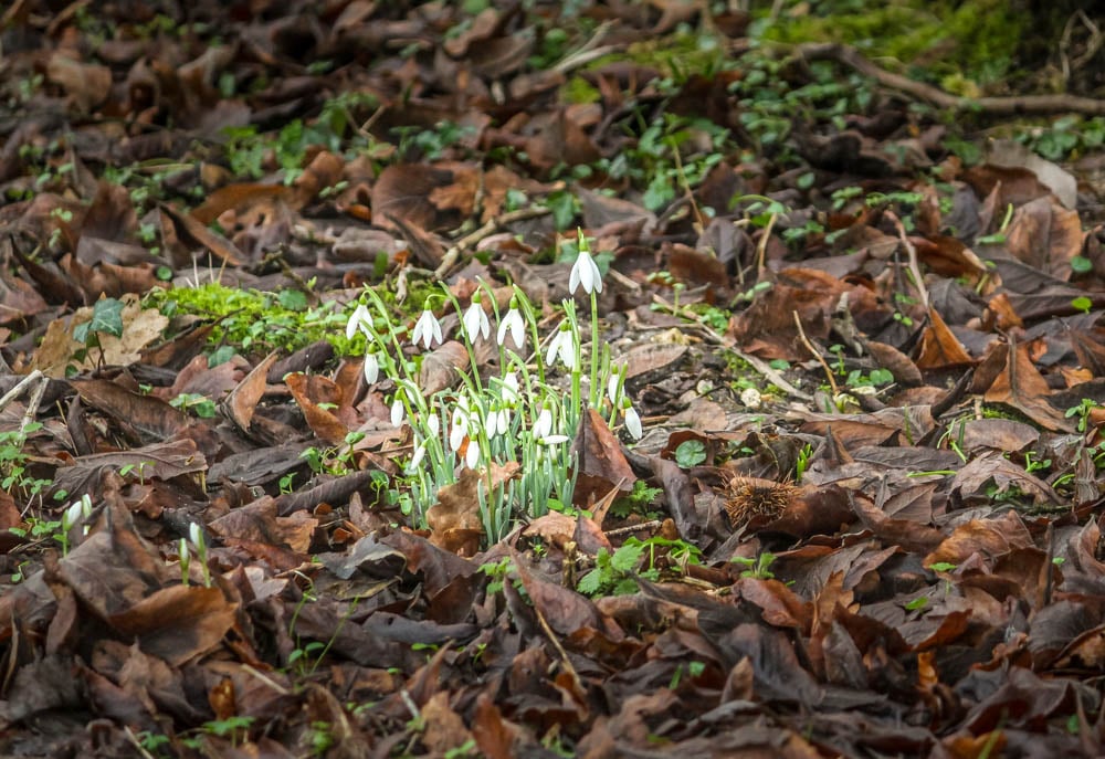 snowdrops