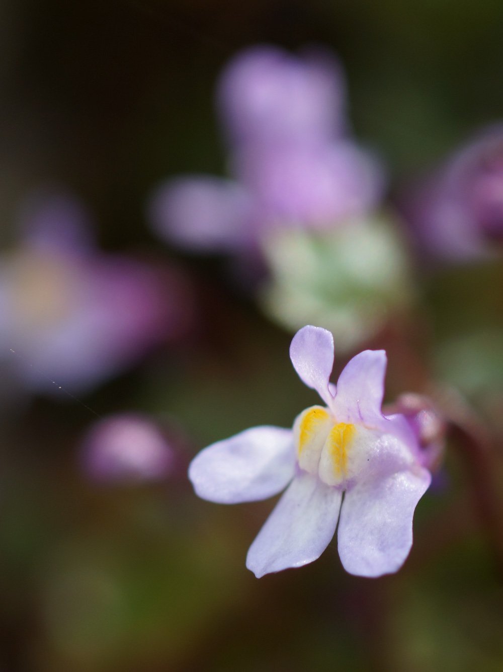 Ivy-leaved-toadflax The Wonder of Wild Flowers