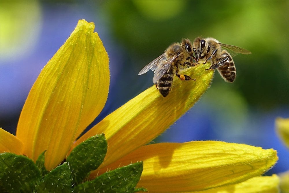 colourful flowers help bees