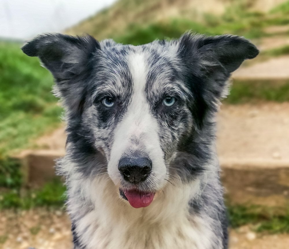 blue merle border collie Merlin