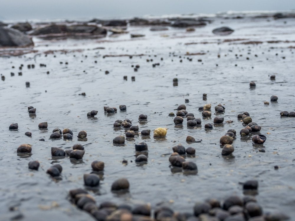 Common Periwinkles at whitby