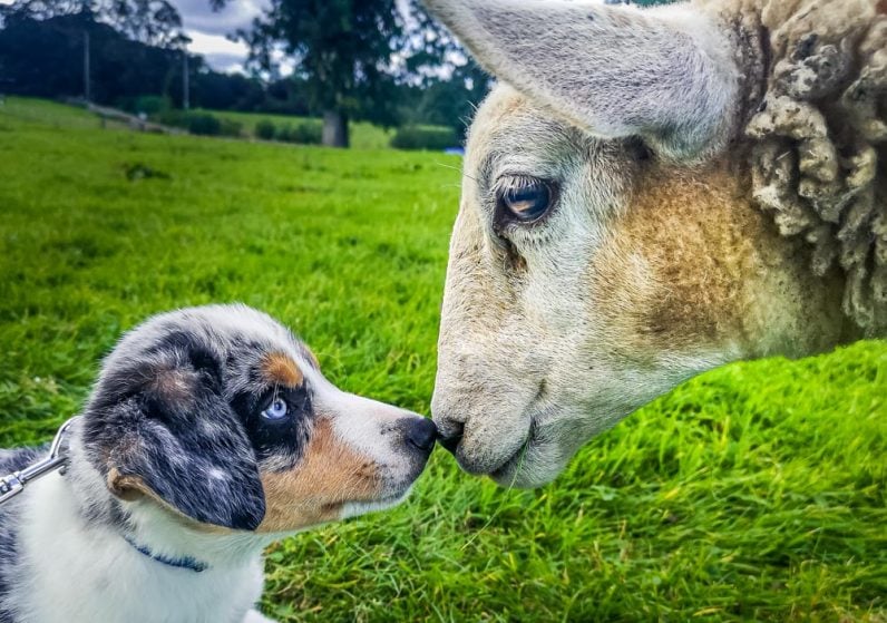 border collie puppy and sheep