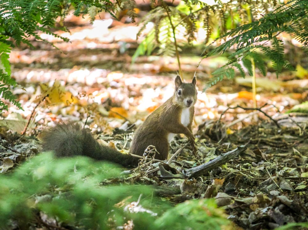 Brownsea Island and The Red Squirrels 7