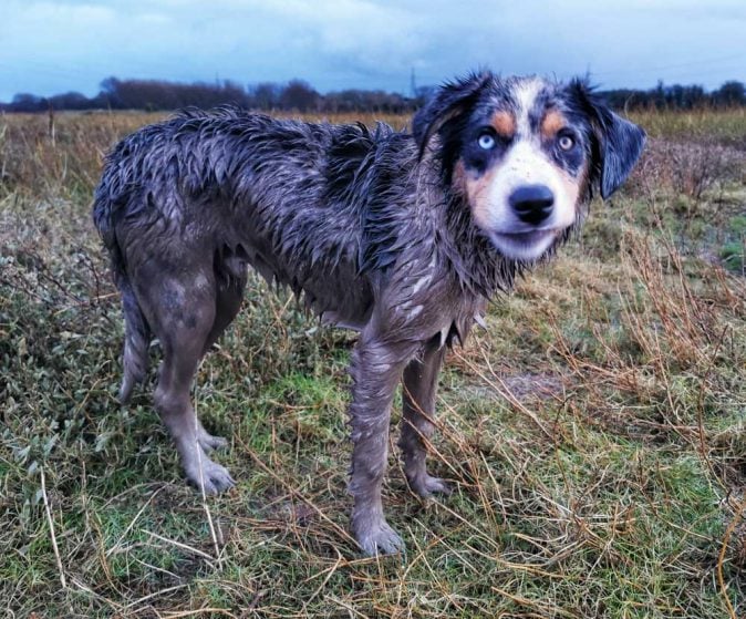 muddy collie