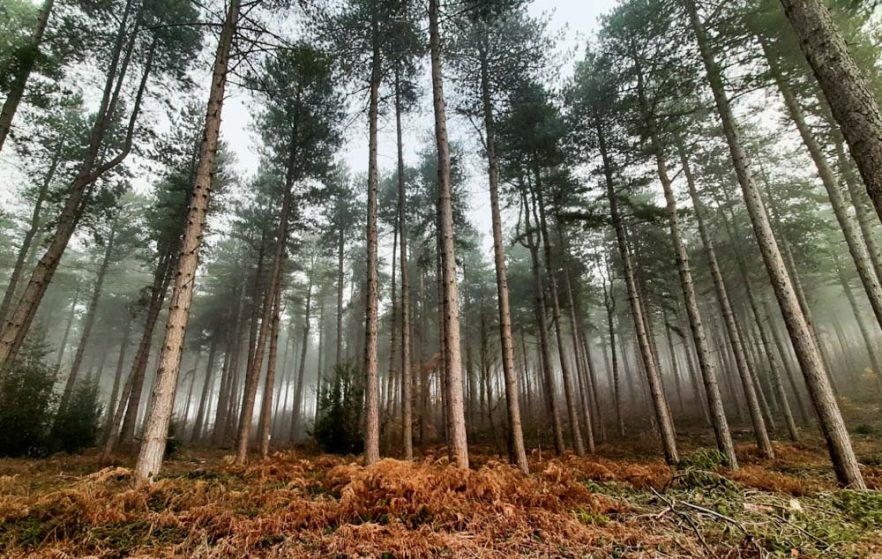 Woodland Walking in Calverton