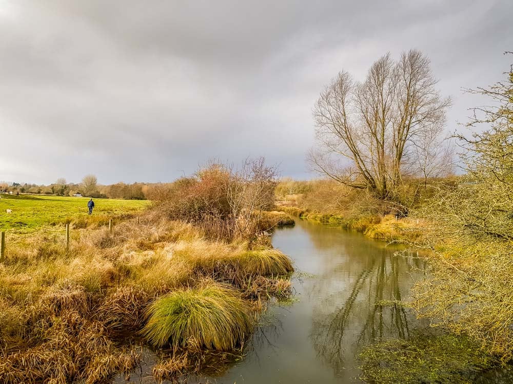 path with reed beds