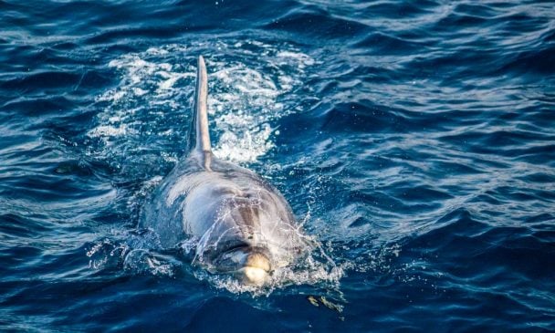 Gran Canaria: Dolphin And Whale Watching | BaldHiker