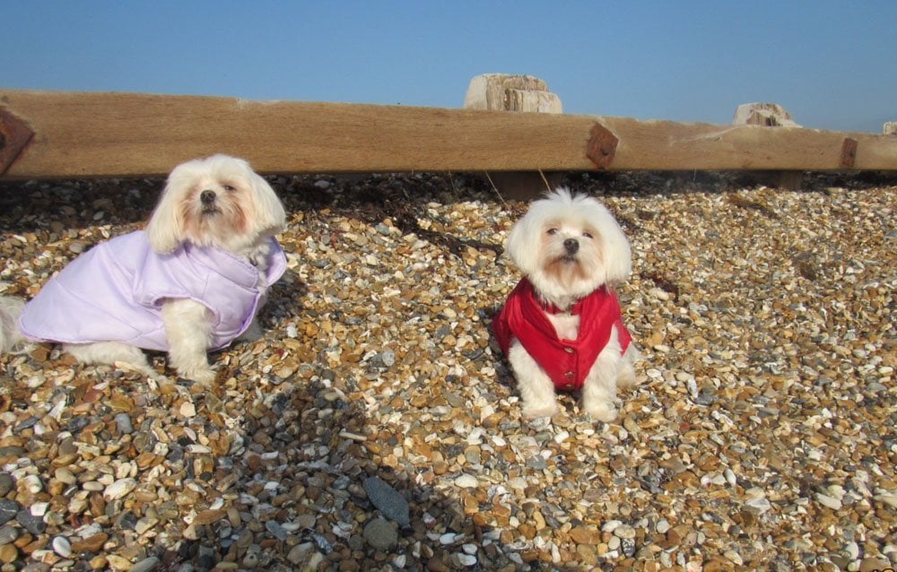 dogs on the beach