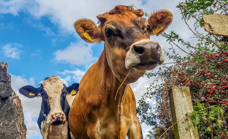 Walking Through Cow Fields With Dogs And What To Do BaldHiker