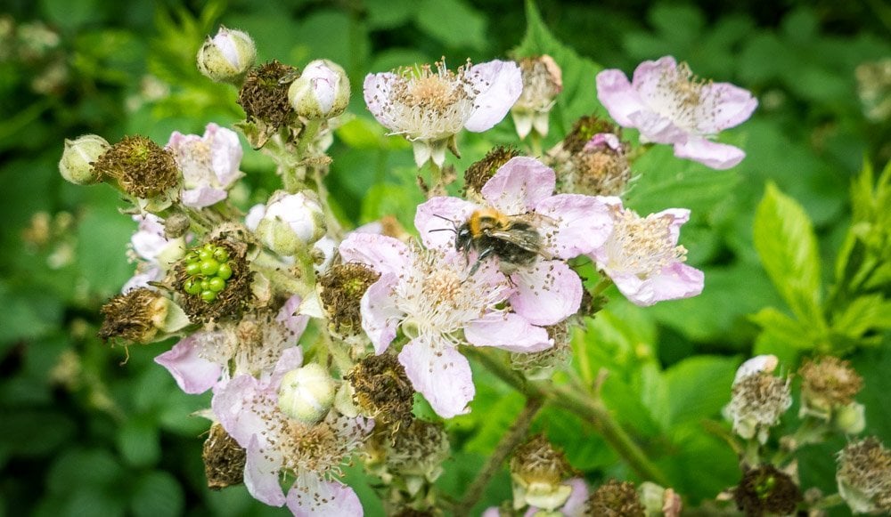 bees in lytham
