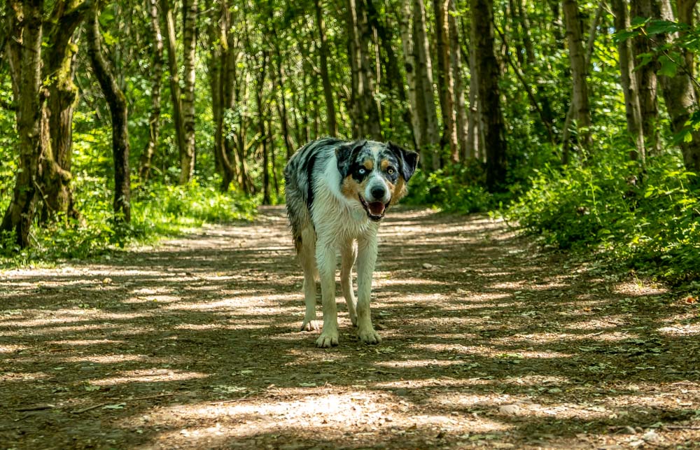 walking through Roddlesworth woods