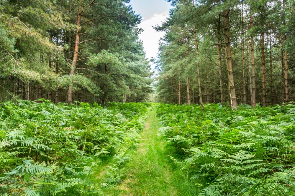 path through the ferns and trees