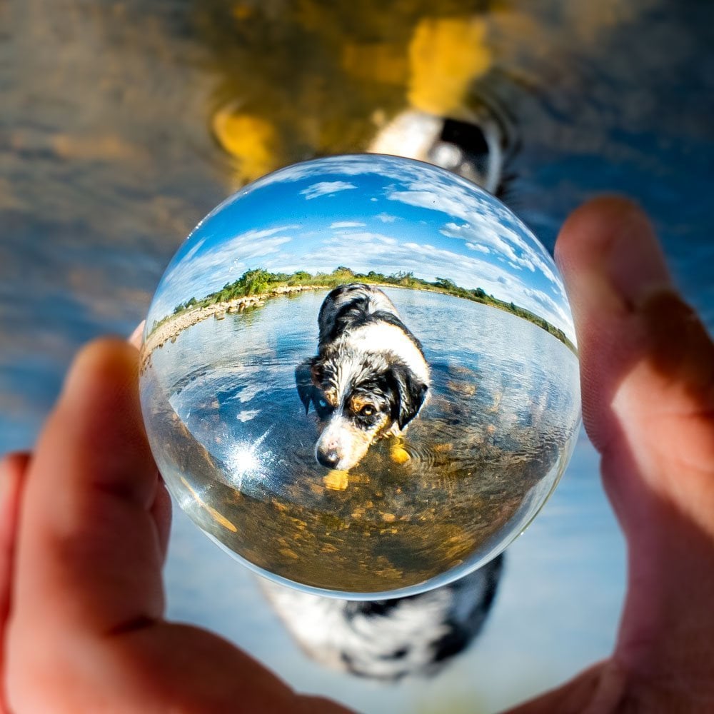 reflection of a dog in lensball