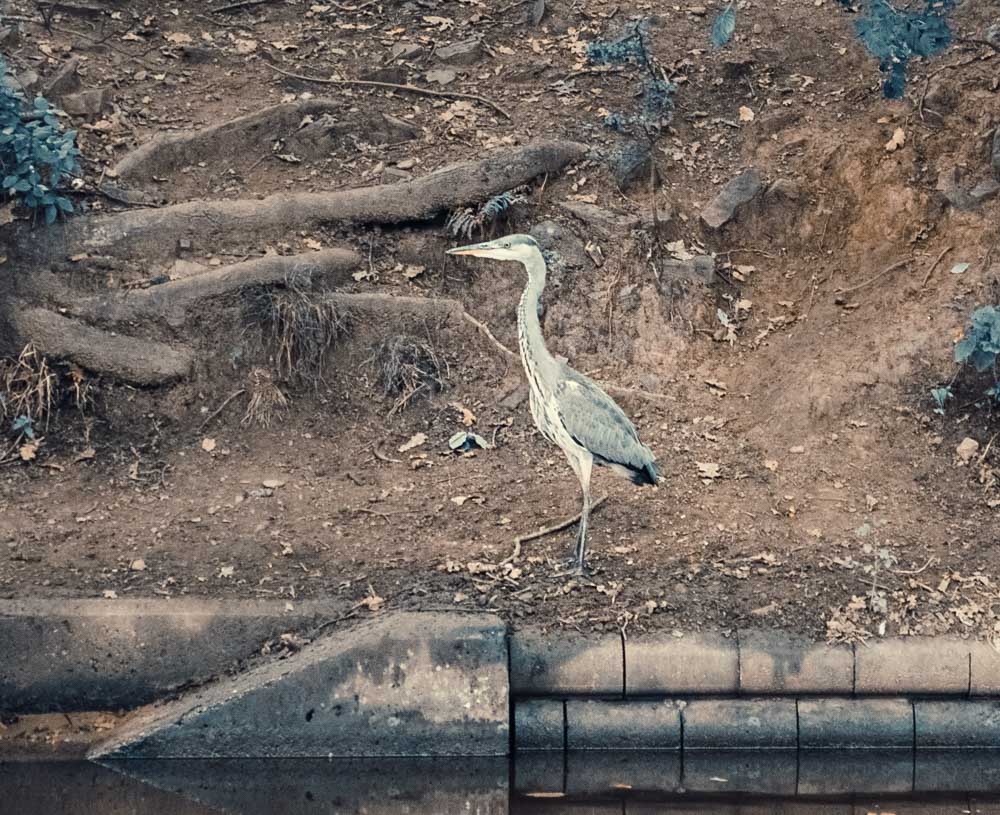 heron on the canal