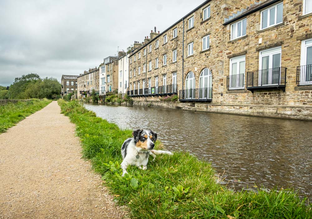 dog taking a rest by the canal