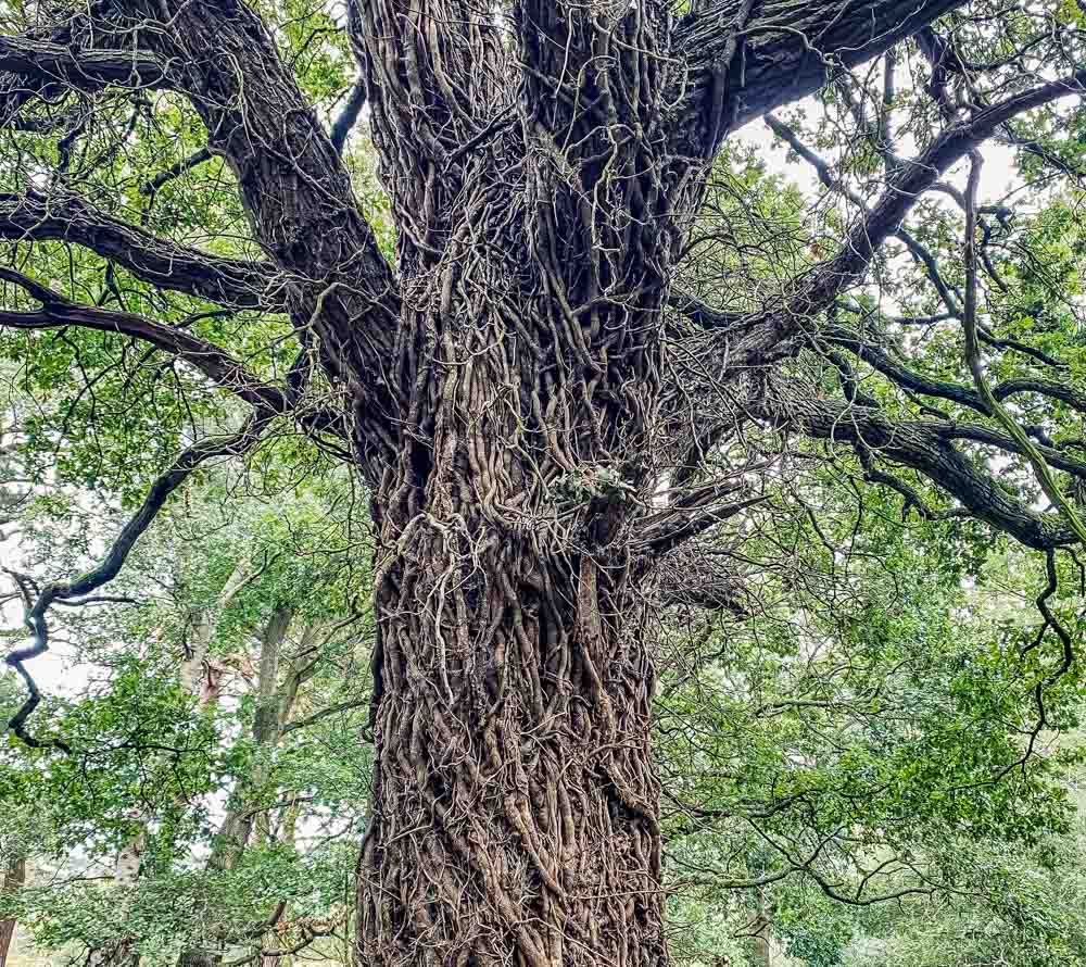 vine covered tree