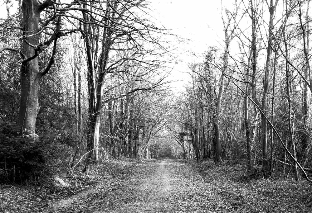 bare autumn trees